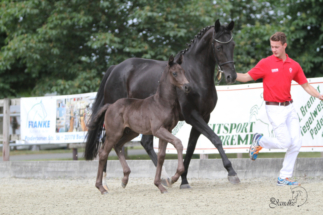 Deelayla by De Niro with colt by Bon Coeur