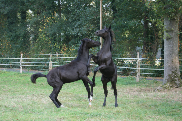 Foals playing in the pasture