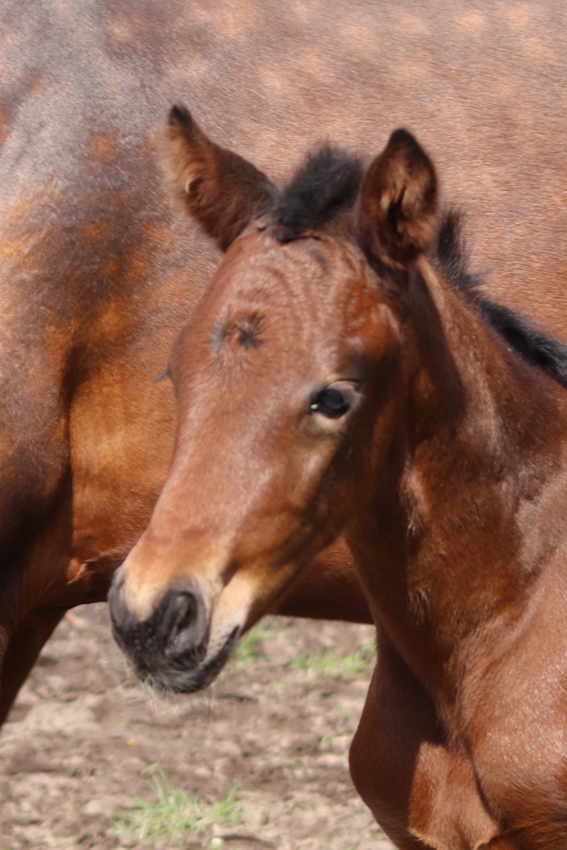 colt foal by Glamourdale x Jazz