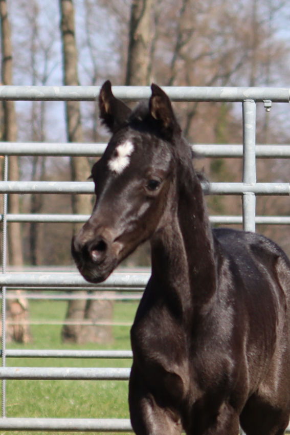 Filly by Dynamic Dream x Fuerstenball