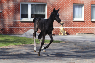 Filly by Dynamic Dream x Fuerstenball