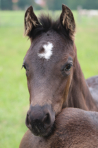 Filly by Dynamic Dream x Fuerstenball