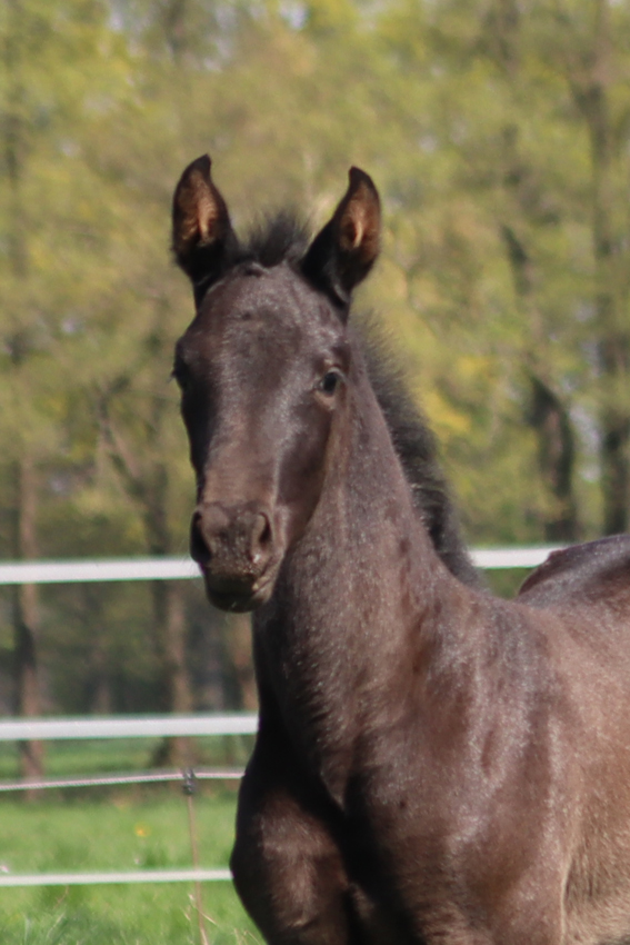 Filly by Imposantos x De Niro