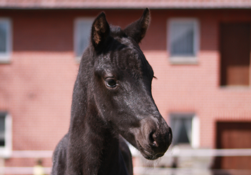 Secret stallion – colt 2023 is born