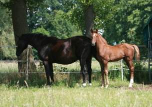 Glock's Toto Jr. x De Niro x Weltmeyer