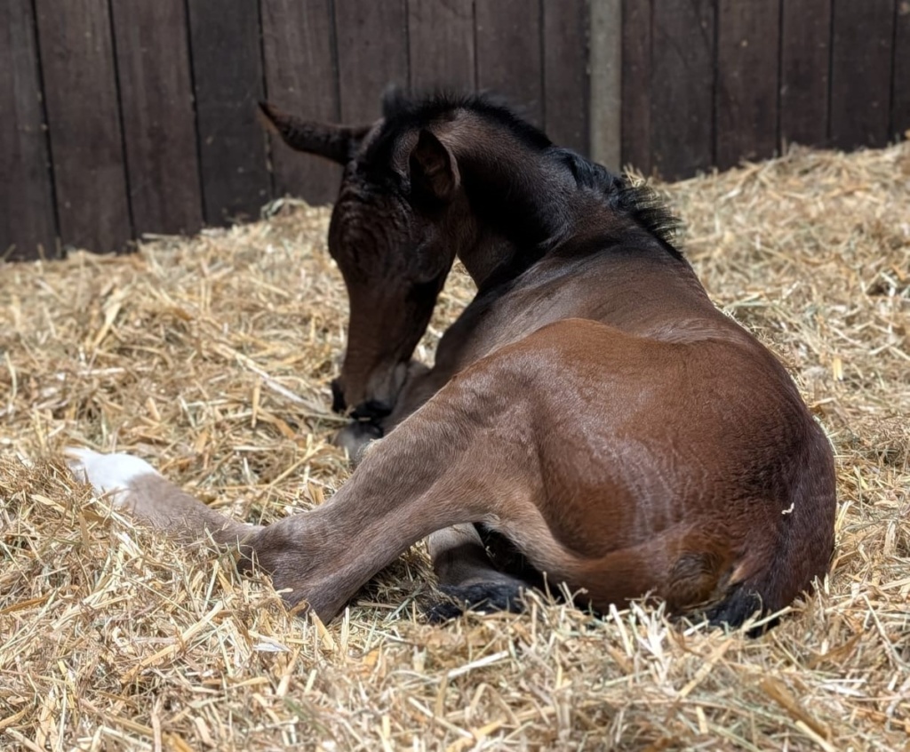 dark bay filly by Fiji x Jazz