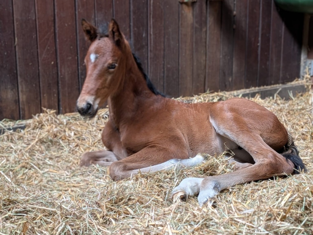 bay filly by Louis Löwenherz von Bellin x Jazz